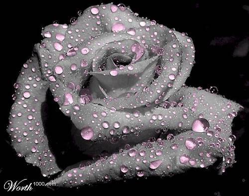 rose - very pretty rose... water dropplets!!!