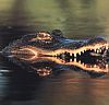 unsafe waters - crocodile infested waters