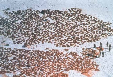 Mass Murder Of Seals!! - Is this a sport in Canada and Norway?? How disgusting!!
These sportspersons must be punished!!
