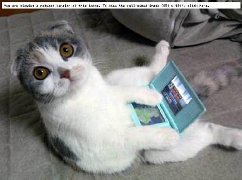Cat Playing DS - I found this in another website and I wanter to share it with this one. pretty interesting huh. hehe