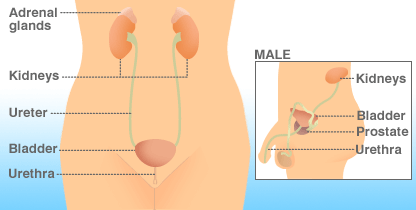 Bladder cancer - The bladder is a sac which gathers urine produce by the kidneys. It can be found in the lower abdomen. Most of the symptoms of bladder cancer could easily be caused by the other things, because doctors says it is important to consult them so that any cancer could be caught early. Check out the picture and rate is you like about the description and the picture :)