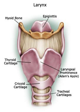 Throat cancer. - Larynx cancer is a type of throat cancer that affects the vocal cords and 'voice box' also known as the larynx cancer. Understanding larynx cancer requires an awareness of throat and larynx anatomy, larynx cancer risk factors, and throat cancer statistics. Check out the picture!
