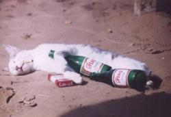 drunk kitty - Kitten passed out with beer bottles and a cigarette in its mouth.