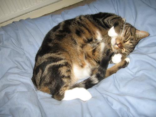 Moomin - She walked into my life, now she is an essential part of my life