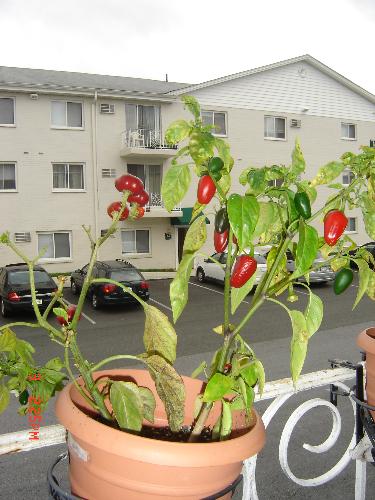 peppers - my vegetable garden peppers - my vegetable garden