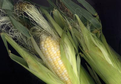 Corn - A photo of a corn