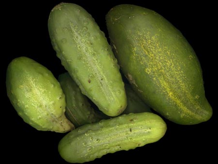 Cucumber - A photo of Cucumber