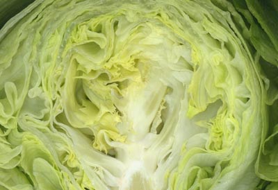 Lettuce - A photo of lettuce - close