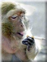 sutta - smoker