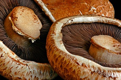 mushrooms - a photo of mushrooms