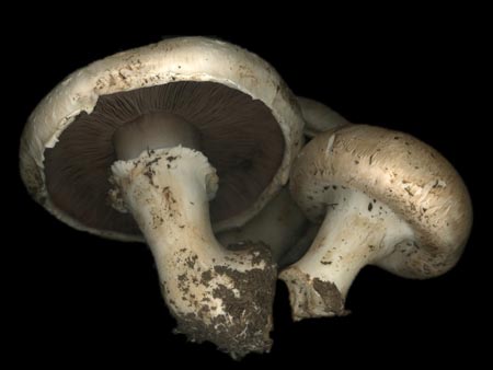 mushrooms - a nice photo of mushrooms