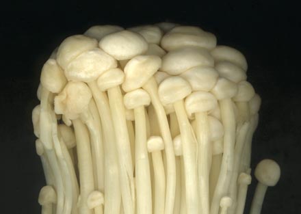 mushroom - Another photo of mushrooms