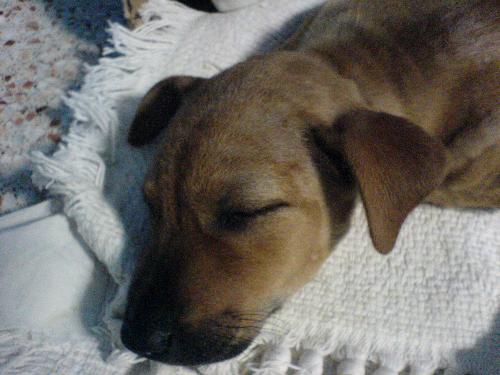 dog - This is my beloved dog, jiajia, its been given away