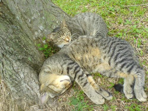 Cat - Stray Cat