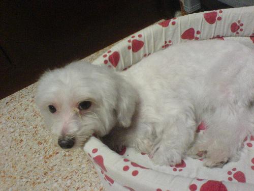 Puppy - Puppy Jaspar