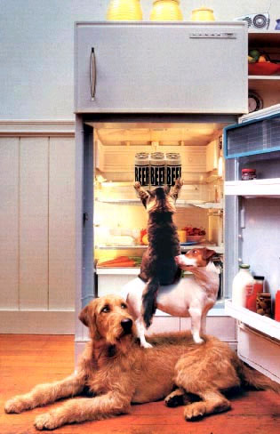 beer - animals searching for beer