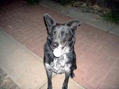 Dog - A picture of Charlie
