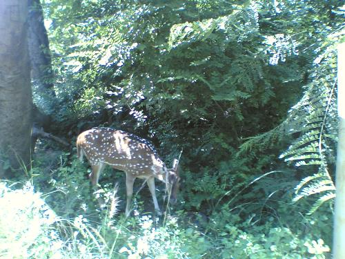 Deer in my garden - Nature at its natural best !!!!
