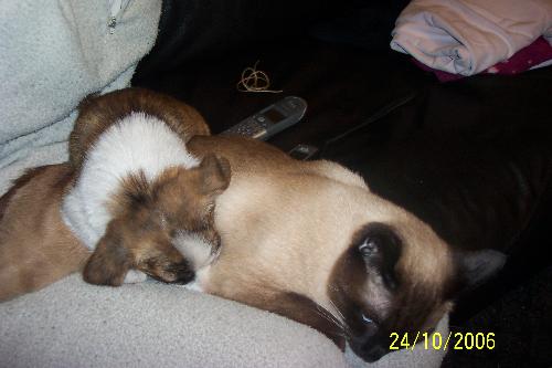 cat & dog - here are my dog and cat! this is their first day together! at first i had only the puppy on my legs but when the cat saw that i love the puppy came on my legs too... so they are friends!