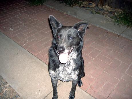 my doggy - my beautiful dog of about 9 years. The best dog in the world! He is a german shepard mix..I think Anyways great dog, he's a good protector and also very friendly. ;D