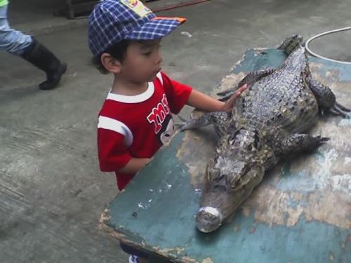 With the crock at the zoo - My brave son touching a baby crockodile!