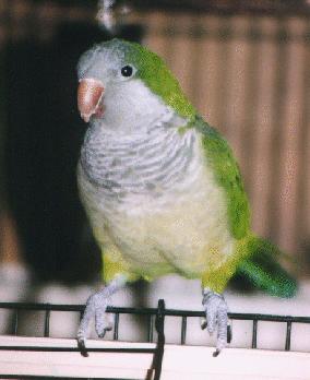 Quaker Parakeet - The Quaker is a small parrot, reaching 11 to 12 inches in length. As a comparison, the Quaker is a bird similar in length to a Cockatiel, but the Quaker's body is heavier and more substantial with an average weight of 90 to 120 grams.