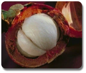 mangosteen fruit - mangosteen