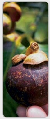 mangosteen fruit - mangosteen