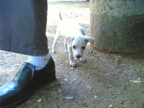 cutie doggie - Innocence personified !!!!