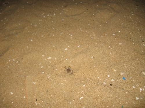 Crab - Wrong place ! Wrong time ! but every crab has its day...