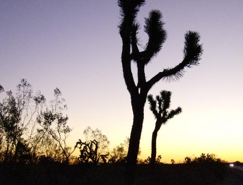 Cactus Silhouette - Desert flora at sunrise shown in silhouette.