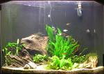 fish tank - something fishy?