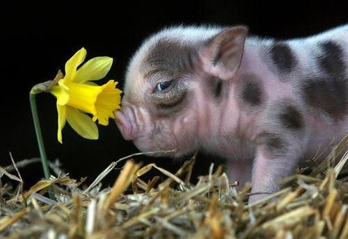 piggy - No time to smell the roses oops daffodils