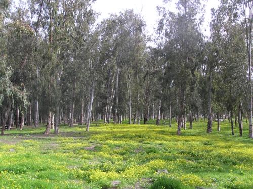 wood - wood in Israel