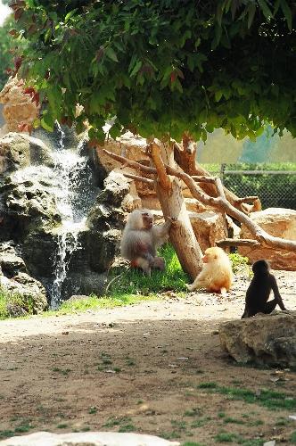 monkies in the zoo - monkies that I saw in the zoo in Israel!