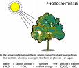 Photosynthesis - Photosynthesis is life basis
