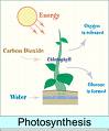Photosynthesis - Photosynthesis life basis