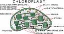 Photosynthesis - Photosynthesis..chloroplast