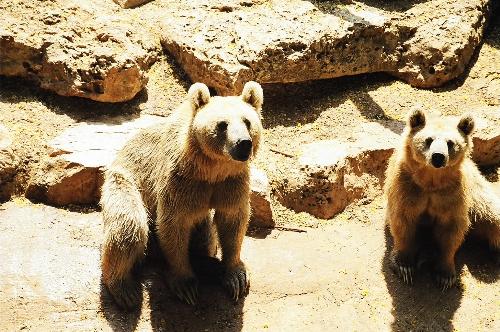 beautiful bears - cute bears in the zoo of Israel!