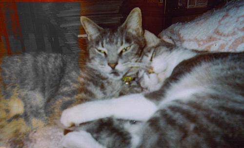 Best friends - BFF