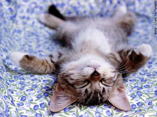 cat :) - It must feel great