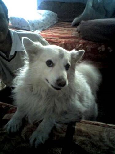 my dog jimmy - jimmy my pet dog....playful and faithful...nice to have a companion like him.....