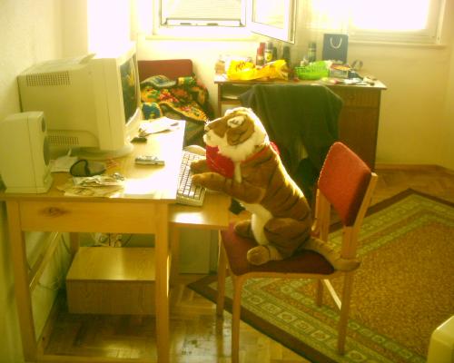 My tiger using the pc - My tiger using my pc, I always tell him not to caht with young tigresses :p