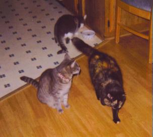 The Kitties after dinner - The Kitties after dinner.