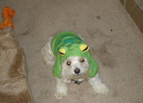 frog dog - kk as a frog on halloween!