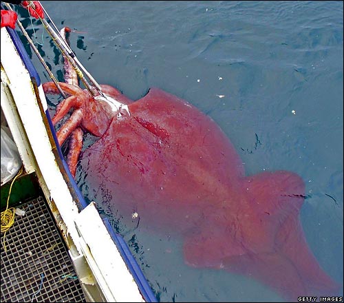 Giant Squid - New Zealand fishermen have caught what is expected to be a world-record-breaking colossal squid. It weighs an estimated 450kg (990lb)and is 10m (33ft) long. 

http://news.bbc.co.uk/2/hi/asia-pacific/6385071.stm