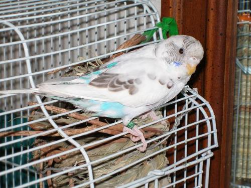 'Ace' the parakeet - This is Ace. He is a rare parakeet. His coloring is unique compared to the green and blue parakeets normally seen.