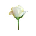 flower roses - flower :Color talks roses is very good flower roses - flower :Color talks roses is very good
