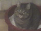 My cat - This is Tora,my lovely cat!She's now 12 and i really love her...