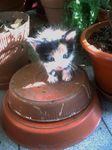 kitten in plants - Kitten between the plants.